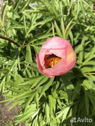 Букет пионов