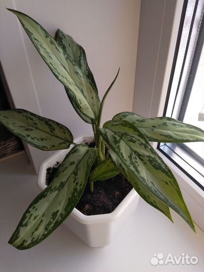 Аглаонема Сильвер Кинг