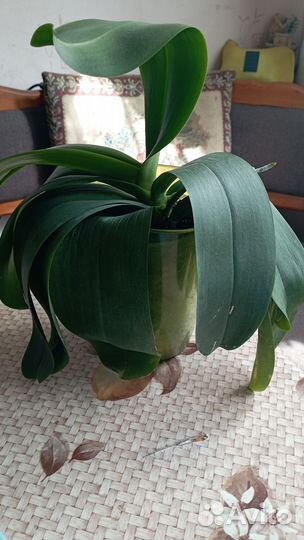 Орхидея фаленопсис