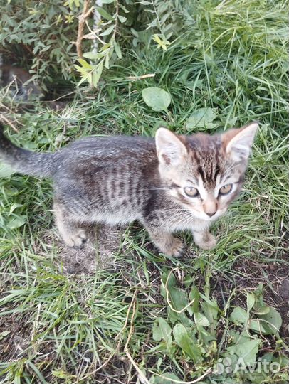 Полу британцы