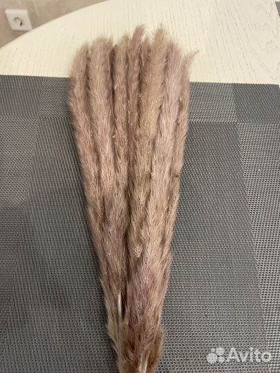 Сухоцветы камыш