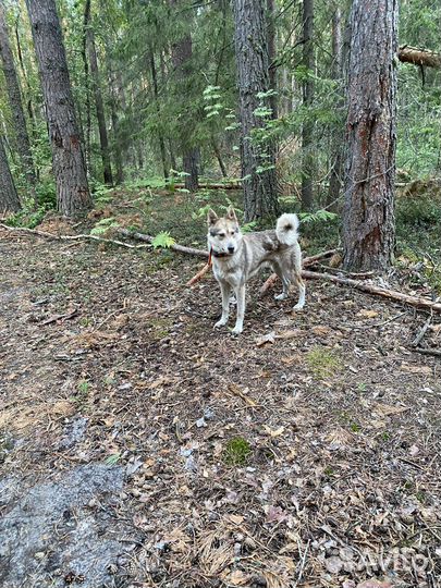Западно сибирская лайка