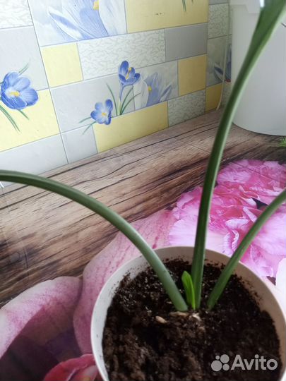 Эухарис амазонская лилия луковицы