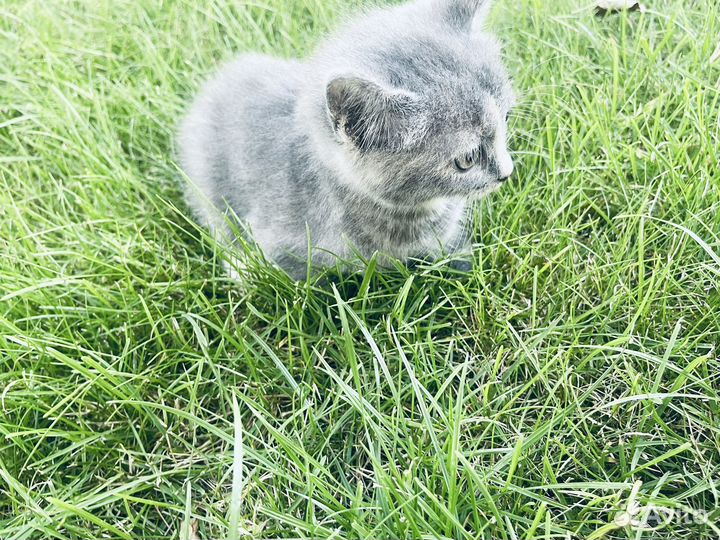 Котенок в дар