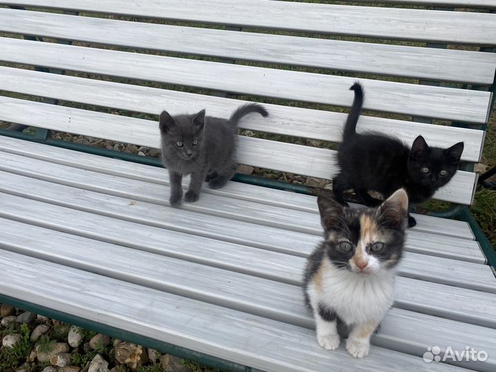 Котята в добрые руки бесплатно