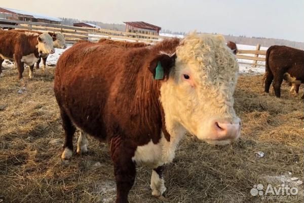 Коровы и быки