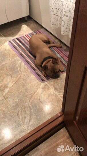 Передержка животных