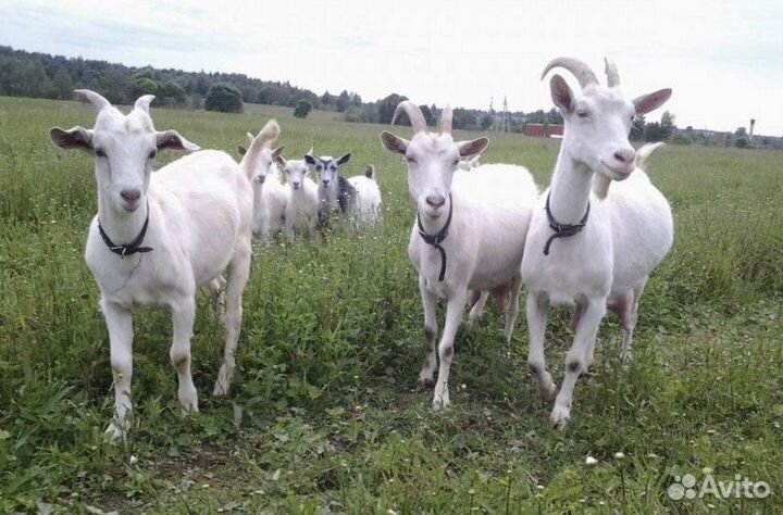 Коза белая русская