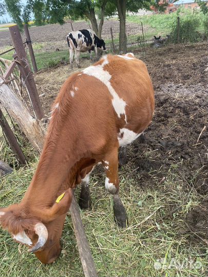 Айширская корова