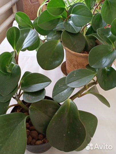 Хлорофитум кудрявый,Пеперомия туполистная