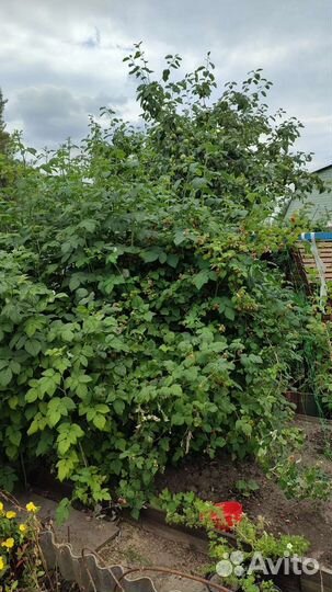 Малиновое дерево Сказка