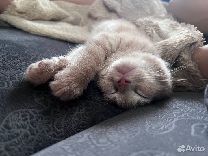 Котенок в добрые руки