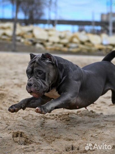 Американский булли мальчик