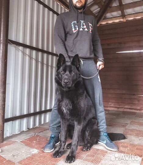 Передержка животных и птиц