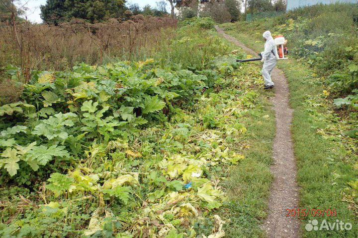 Уничтожение борщевика