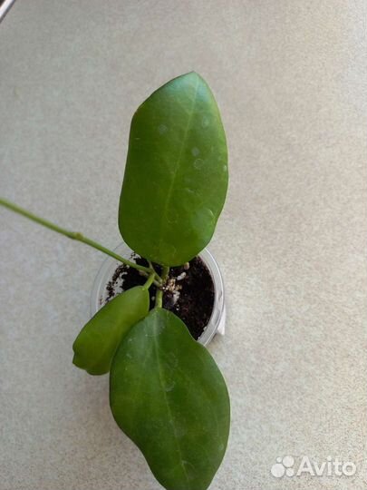 Хойя 7сортов