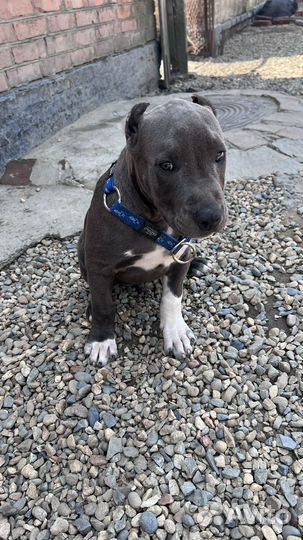 Щенок питбультерьера