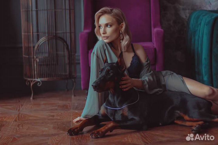 Доберман для фотоссесий