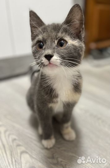 Котенок