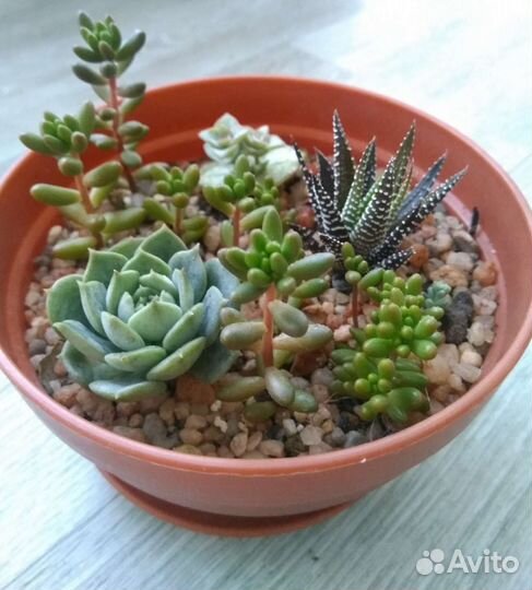 Микс суккулентов
