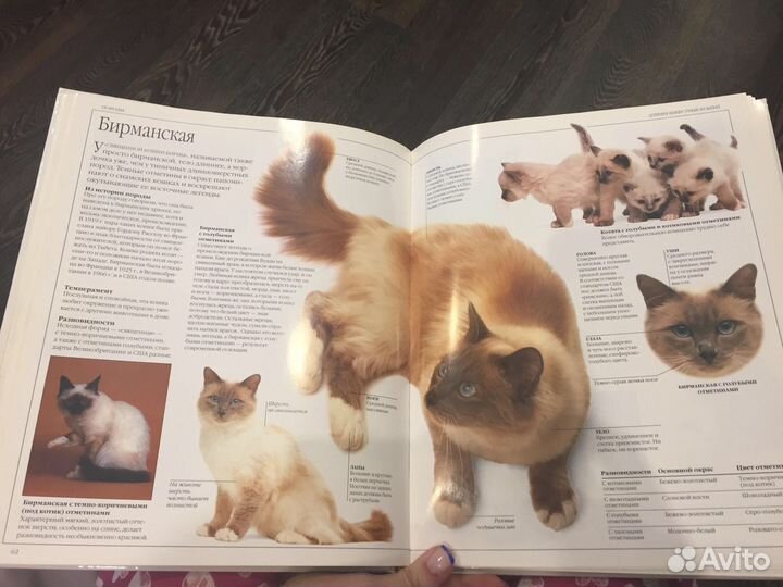 Книга Все о кошке