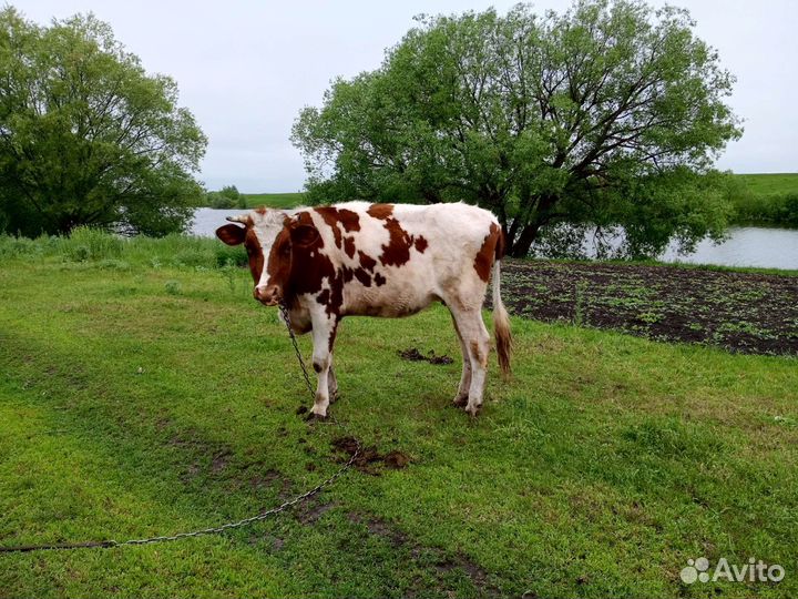 Продам телку на племя