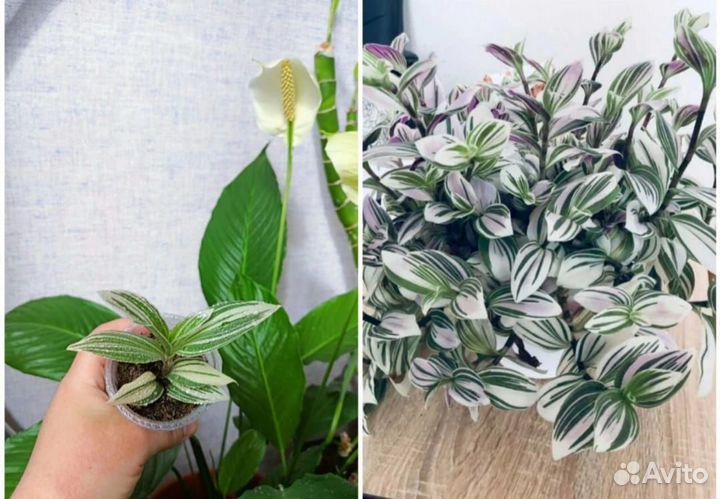 Комнатные цветы