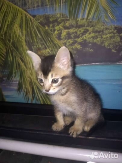 Абиссинские котята