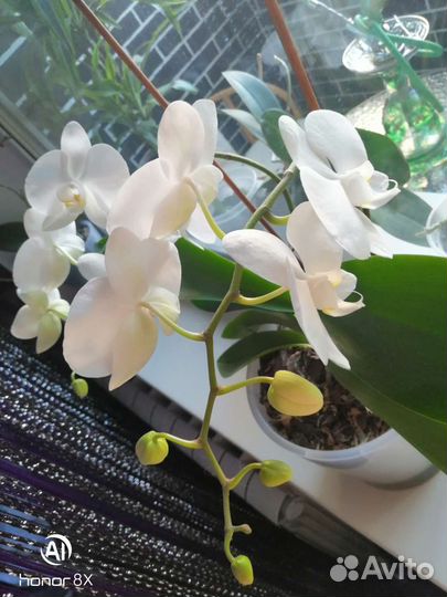 Комнатные цветы орхидеи