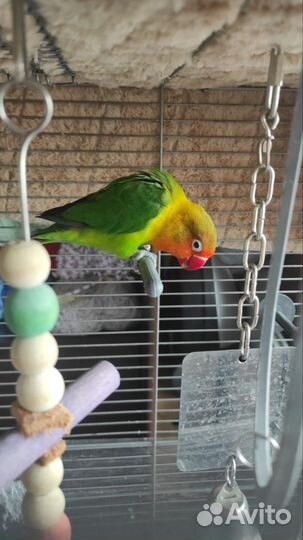 Продам пару неразлучников