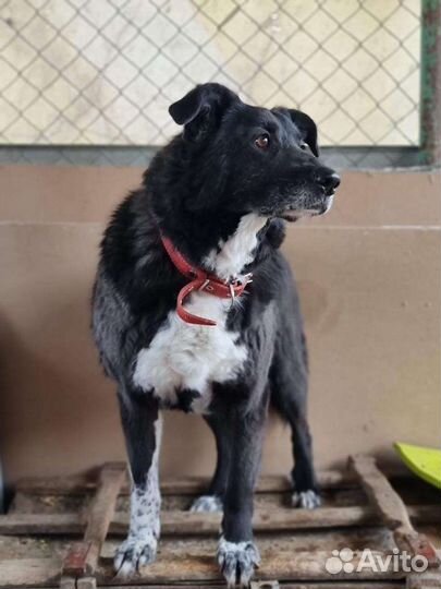 Сема грустит в приюте