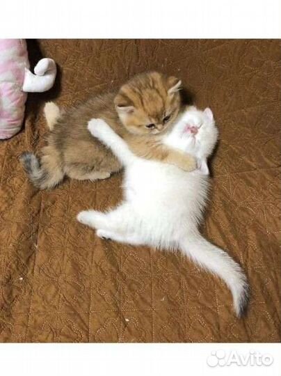 Домик для кошки