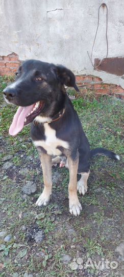 Отдам собаку в добрые руки