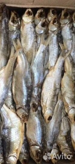 Рыба вобла астрахань рыба в ассортименте дос по РФ