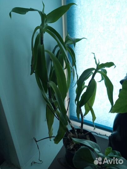 Цветы разные Юкка