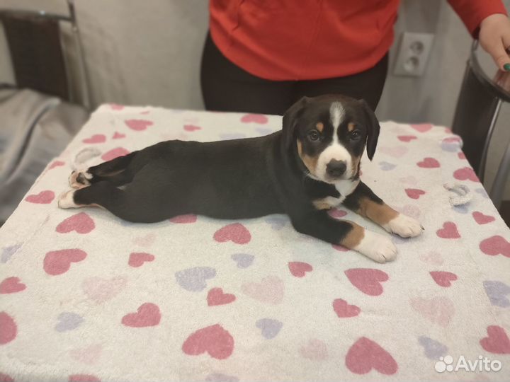 Щенки энтлебухера зенненхунда