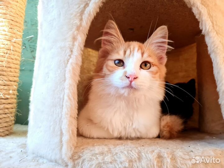 Рыжий котенок мальчик