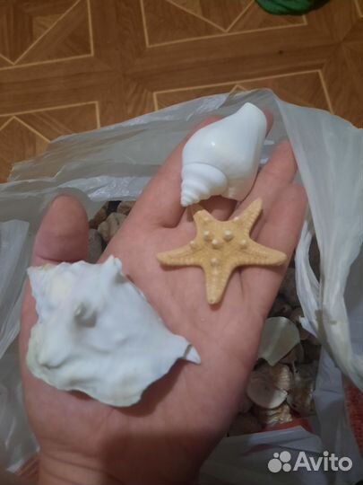 Морские ракушки