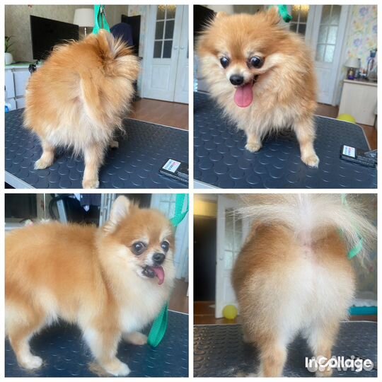 Любящий грумер. Стрижка собак и бритье котов