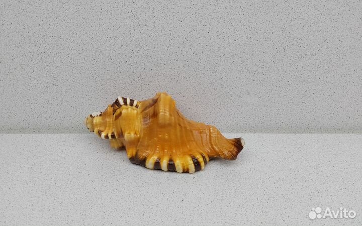 Циматиум Лоториум 12,4 морская ракушка раковина