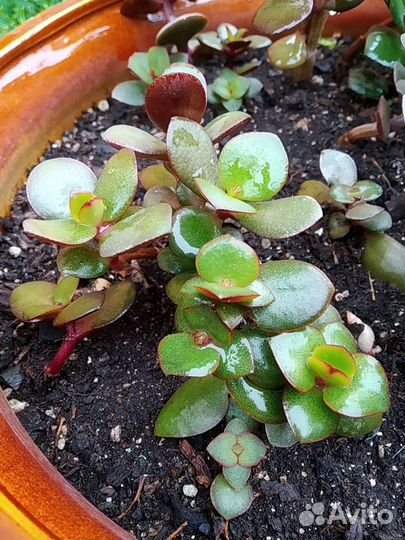 Неприхотливые растения