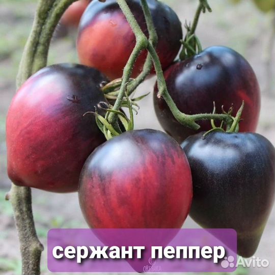 Продам семена томатов коллекционные