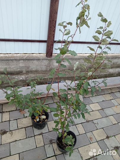 Лох многоцветковый (Гумми)