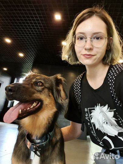 Выгул собак, догситтер, зооняня