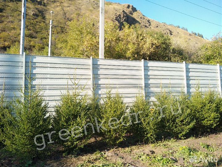 Саженцы Ель Сибирская 180-220см