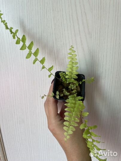 Сциндапсусы, нефролеписы