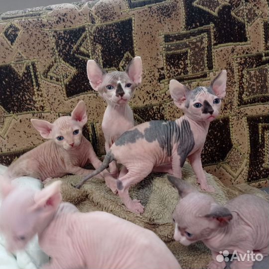 Канадский сфинкс