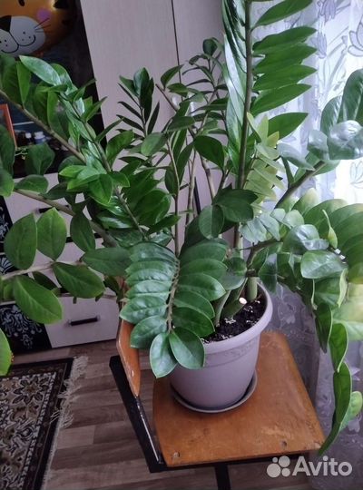 Замиокулькас