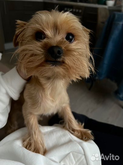 Вязка голден (голдаст) йорк