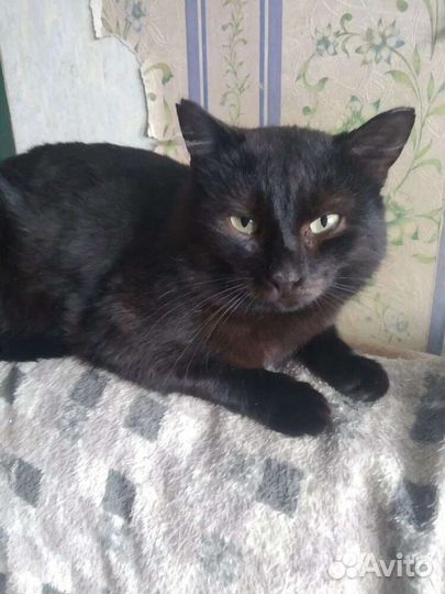 Чёрный крупный кот, ждёт своих хозяев